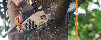 Best Tree Removal  in Una, WA
