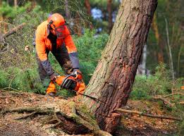 Best Leaf Removal  in Una, WA