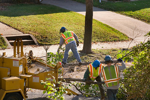 Best Tree Disease Treatment  in Una, WA