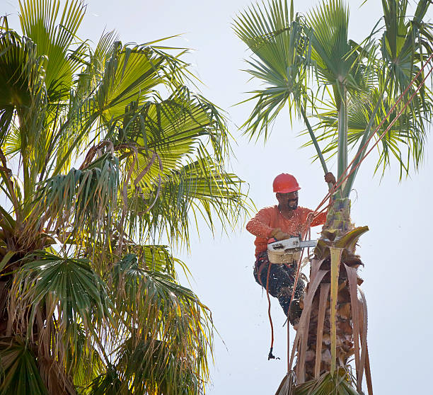 Best Tree Trimming and Pruning  in Una, WA